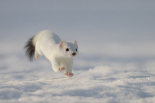 Ein Traum lebt weiter