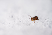 Kugelspringer on ice