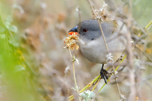 Swee Waxbill