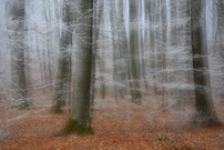 Frost im Buchenwald