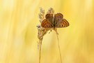Feuriger Falter