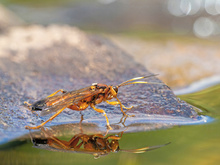 Muss auch einmal trinken