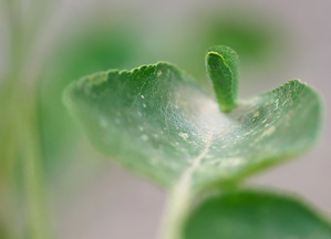 Kleine Sonnenanbeterin