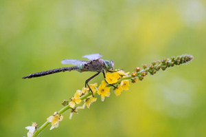 Libelle