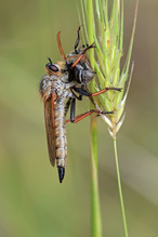 Raubfliege mit ganz fetter Beute