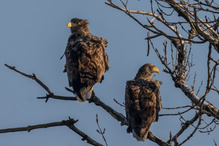 ... im Morgenlicht ...