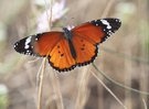 Kleiner Monarch (Danaus chrysippus) '25