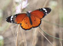 Kleiner Monarch (Danaus chrysippus) '25