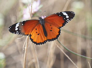 Kleiner Monarch (Danaus chrysippus) '25