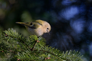 Wintergoldhähnchen