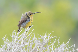 Dort wo der Indische Ozean auf den Atlantik trifft