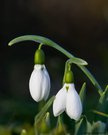 Schneeglöckchen_2026