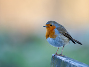 Wer kann dieser roten Brust widerstehen