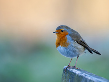 Wer kann dieser roten Brust widerstehen