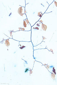 Buchenstrichbäumchen