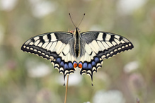 Schwalbenschwanz ...