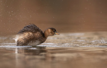 Zwergtaucher im Winterkleid