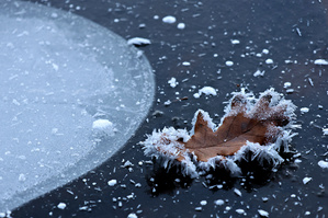 Blatt auf Eis an Luftblase