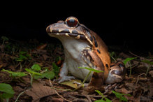 Mittelamerikanischer Ochsenfrosch (Leptodactylus savagei)