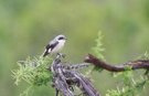 Schwarzstirnwürger - Lesser grey shrike