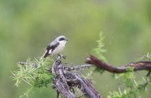 Schwarzstirnwürger - Lesser grey shrike