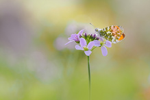 In gut2 Monaten können die Aurorafalter als erste wieder schlüpfen