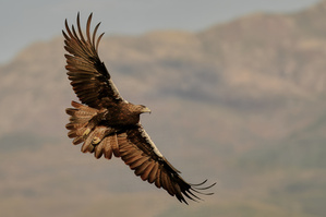 Wenn früh am Morgen