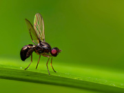 Ein häufiger Gast in unseren Gärten, klein und schwer zu fotografieren.