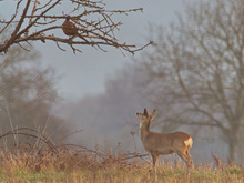 Was machst Du denn da oben ?