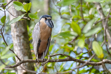 Kahnschnabel (Cochlearius cochlearius)