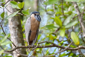 Kahnschnabel (Cochlearius cochlearius)
