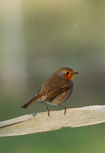 Kurz vor dem Abendessen