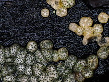 Gelatinöser kugelpustelpilz, hypocrea gelatinosa