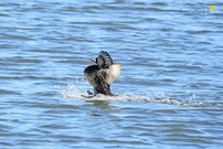 Mit geschwellter Brust ...