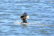 Mit geschwellter Brust ...