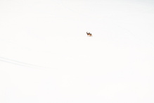 high key Allgäuer Rehwild