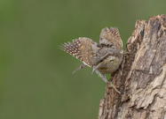 Wendehals auf Ansitz