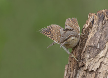 Wendehals auf Ansitz