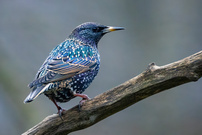 Ein Star (und sich dessen bewusst)