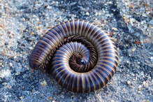 Riesentausendfüßer