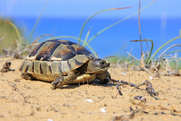 Junge Breitrandschildkröte - Testudo Marginata