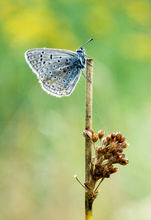Thymian Ameisenbläuling