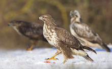 ...hier habe ich meine Hand drauf !!