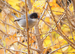 Samtkopf-Grasmücke (Männchen) in Ulme