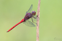 Rotschwänzchen (Orthemis schmidti)