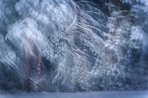 schwungvoller Winterwald