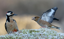 Buntspecht und Kernbeißer...