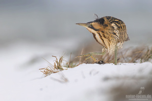 Rohrdommel im Winter