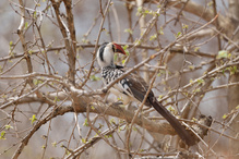 Nördlicher Rotschnabeltoko  (Savannentoko)