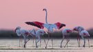 Rosaflamingos